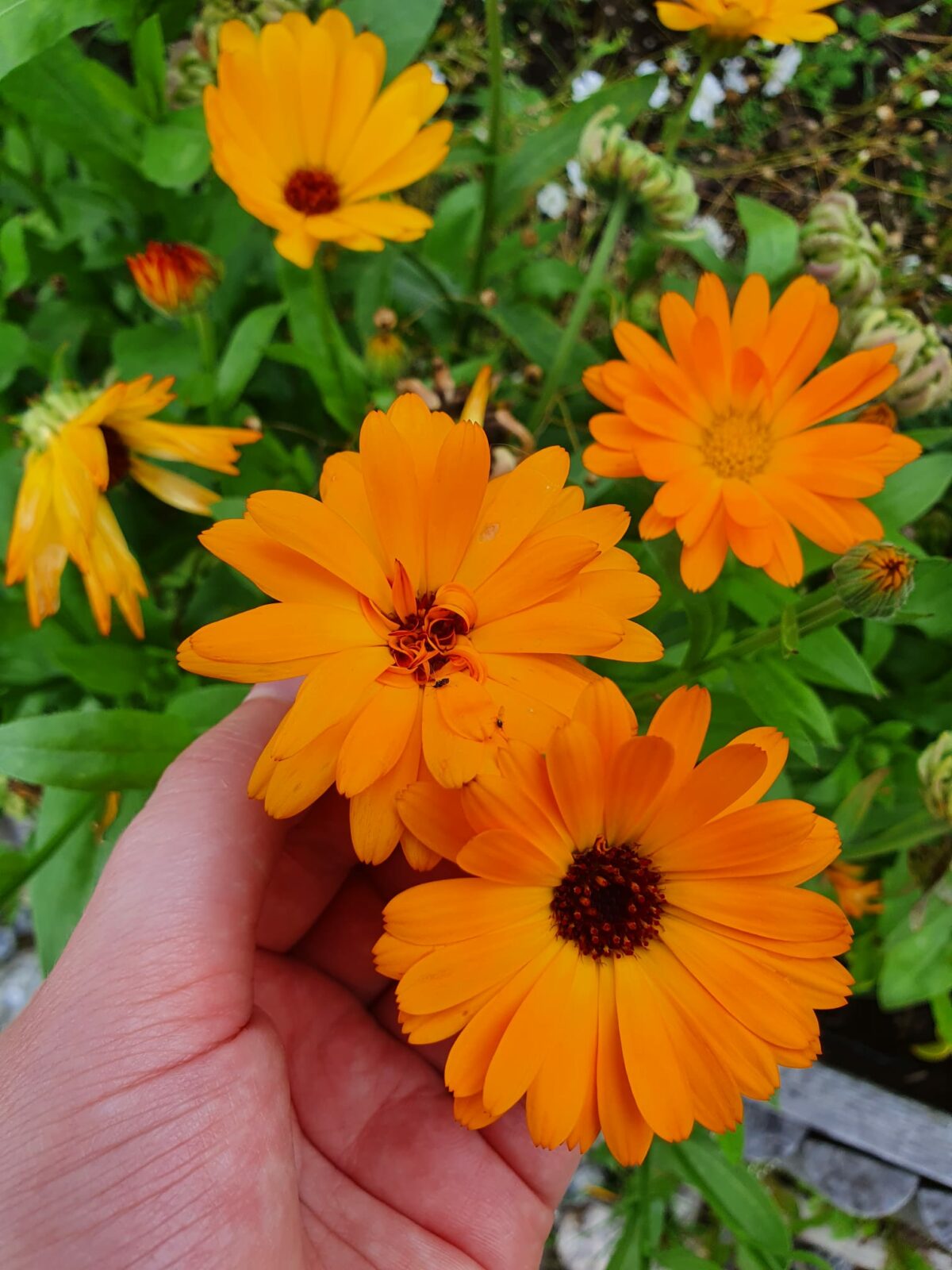 Oransseja kukkia